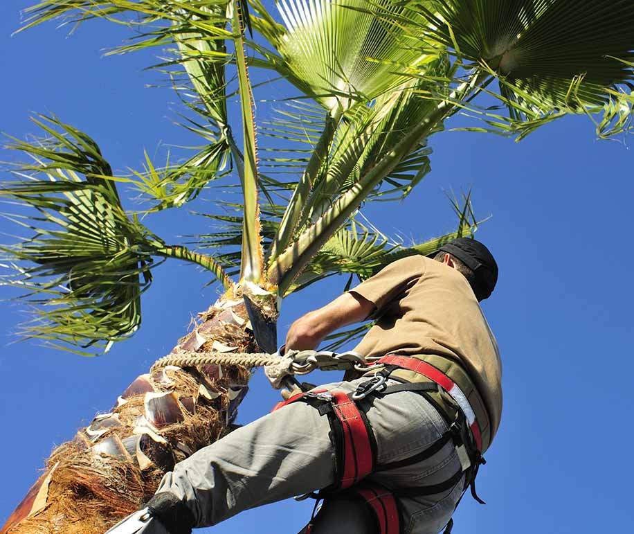 Hombre limpiando palmera